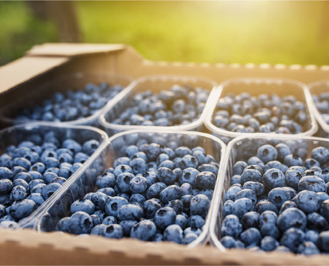 blueberries1