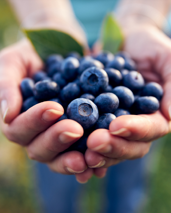blueberries3