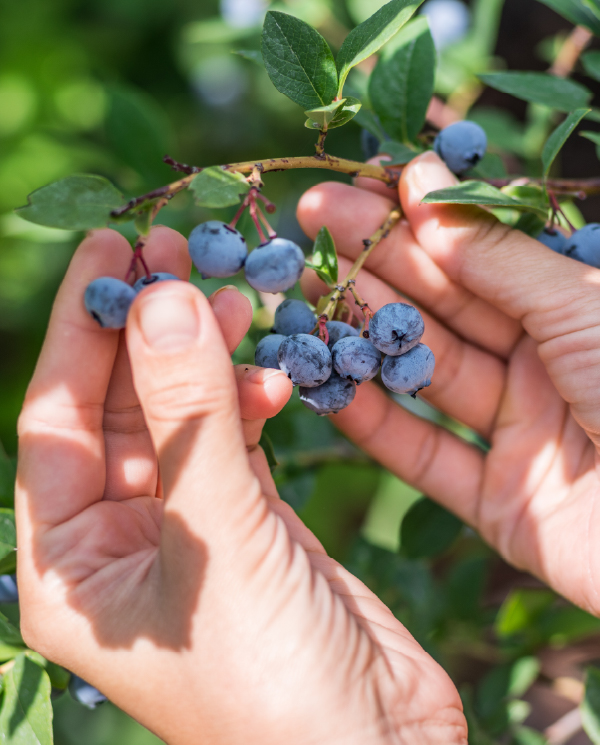 blueberries5