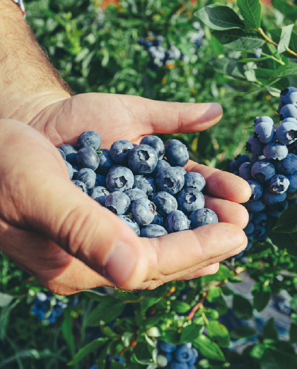blueberries6